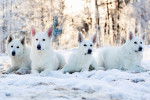 Une meute de Bergers Blancs Suisses allongés dans la neige