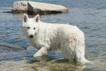 Un Berger Blanc Suisse dans l'eau