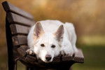 Un Berger Blanc Suisse allongé sur un banc en bois