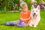 Un Berger Blanc Suisse avec un petit garçon