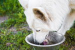 Un Berger Blanc Suisse en train de boire dans sa gamelle