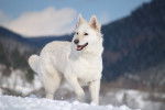 Photo Berger Blanc Suisse