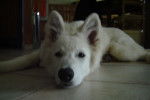 fidji - Berger Blanc Suisse (5 mois)