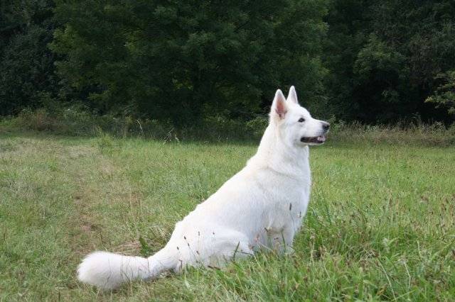 Sosko - Berger Blanc Suisse Mâle (1 an)