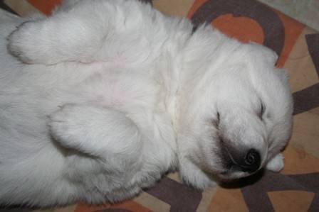 Saphir - Berger Blanc Suisse Mâle (2 mois)