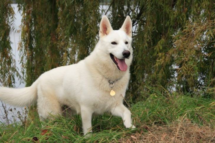 Blanco - Berger Blanc Suisse Mâle