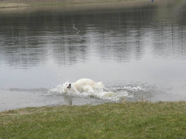 blanco - Berger Blanc Suisse Mâle