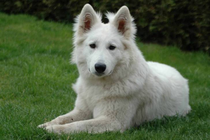 Luna - Berger Blanc Suisse (1 an)