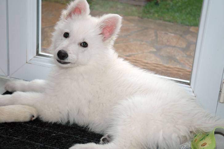 écko - Berger Blanc Suisse Mâle (4 mois)