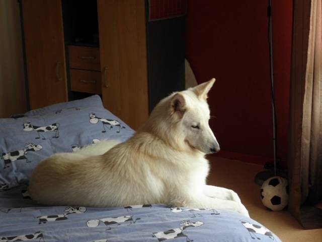 Blanco - Berger Blanc Suisse Mâle