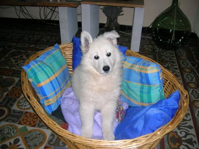 berger blanc suisse - Berger Blanc Suisse