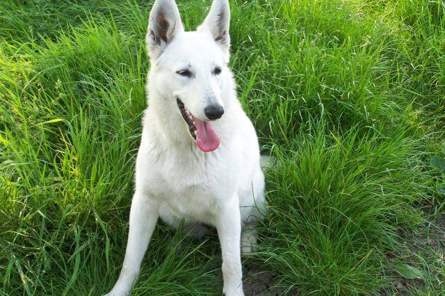 boheme berger blanc suisse - Berger Blanc Suisse