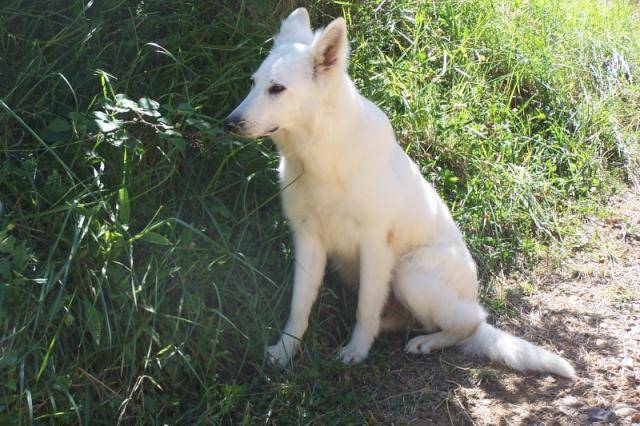 berger blanc suisse Corvette - Berger Blanc Suisse