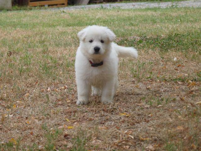 Berger Blanc Suisse - Berger Blanc Suisse
