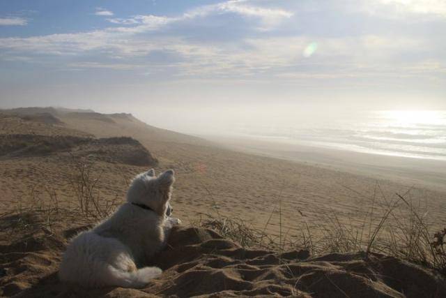 berger blanc suisse - Berger Blanc Suisse