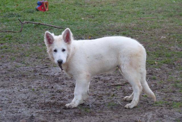 Berger Blanc Suisse - Berger Blanc Suisse