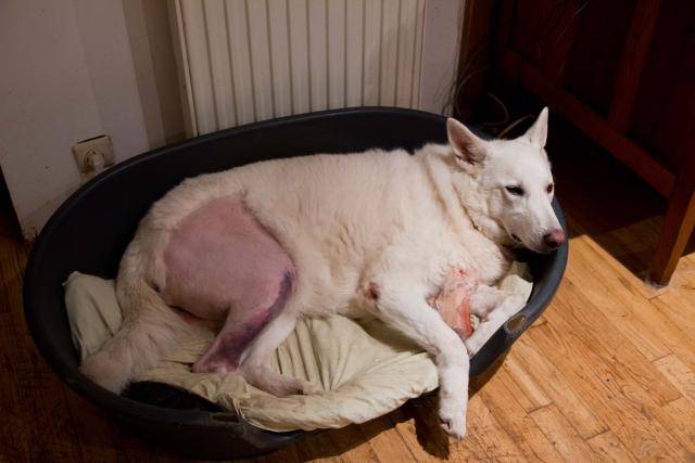 Berger Blanc Suisse Louna - Berger Blanc Suisse