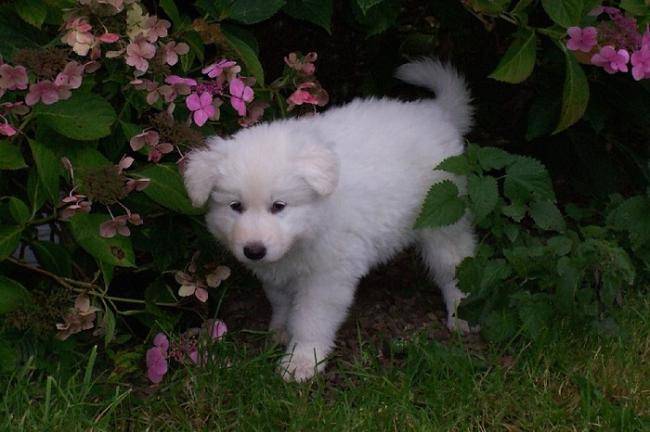 Don Diégo chiot - Berger Blanc Suisse
