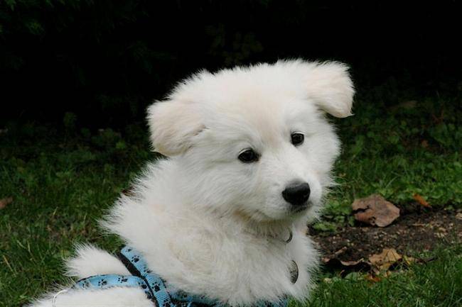 E' Flocon des Ecrins de Sirius - Berger Blanc Suisse