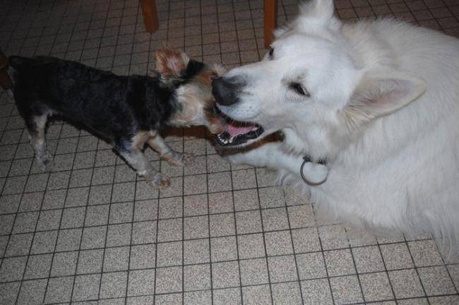 Bart et son ami Kiwi - Berger Blanc Suisse