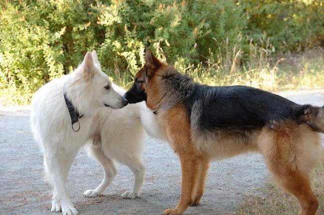 Bart BBS 5 ans et Ferria berger Allemand 9 mois - Berger Blanc Suisse (9 mois)