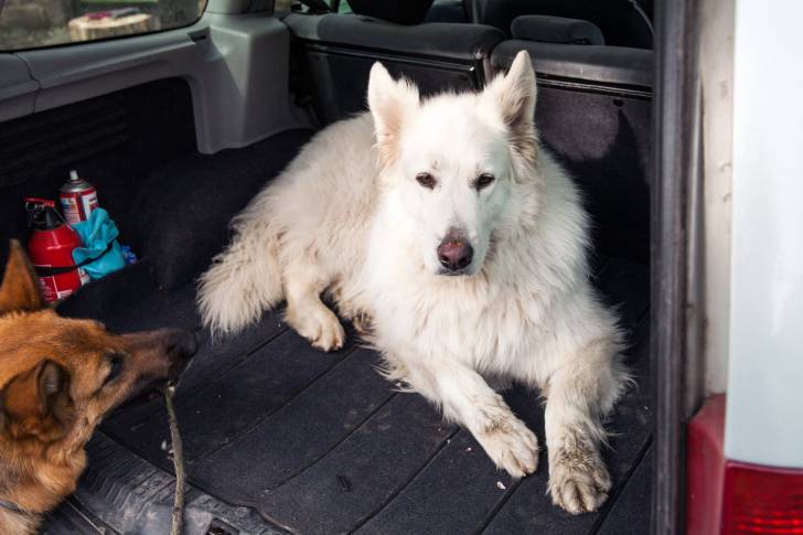Photo Berger Blanc Suisse