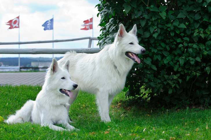 Photo Berger Blanc Suisse