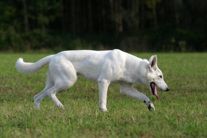 Photo Berger Blanc Suisse