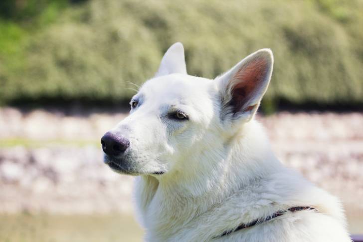 Photo Berger Blanc Suisse