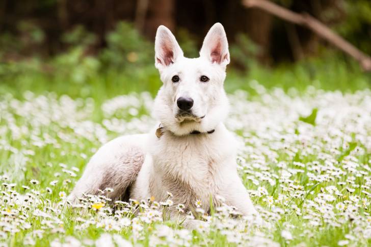 Un Berger Blanc Suisse allongé dans un champ de fleurs