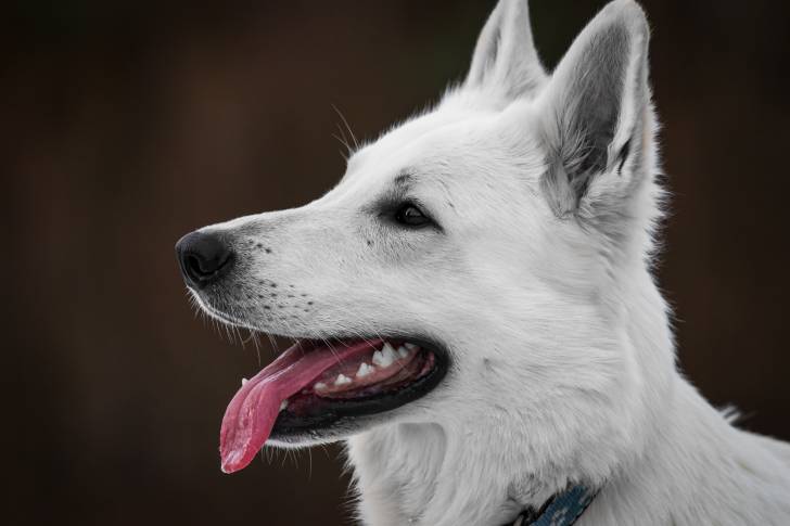 La tête d'un Berger Blanc Suisse vu de profil