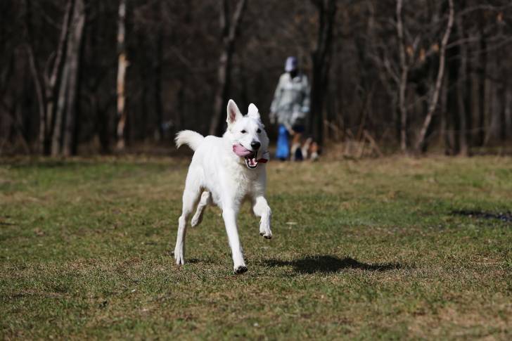 Photo Berger Blanc Suisse