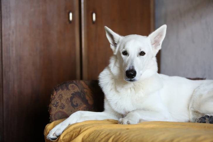 Photo Berger Blanc Suisse