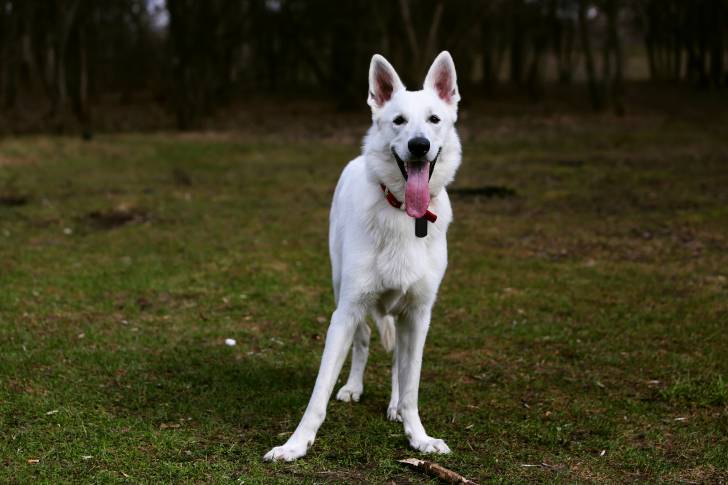 Photo Berger Blanc Suisse