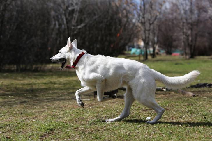 Un Berger Blanc Suisse qui porte un collier