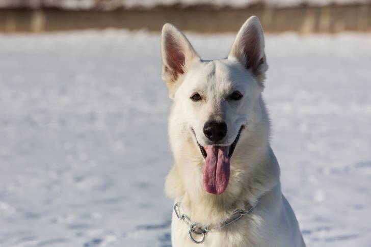 Un Berger Blanc Suisse avec la langue pendue
