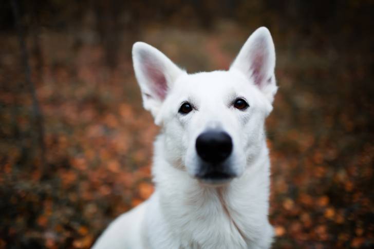 La tête d'un Berger Blanc Suisse  vu de près