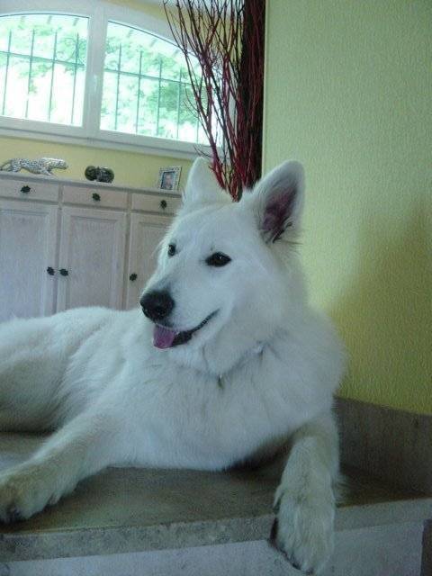 volt - Berger Blanc Suisse Mâle (2 mois)