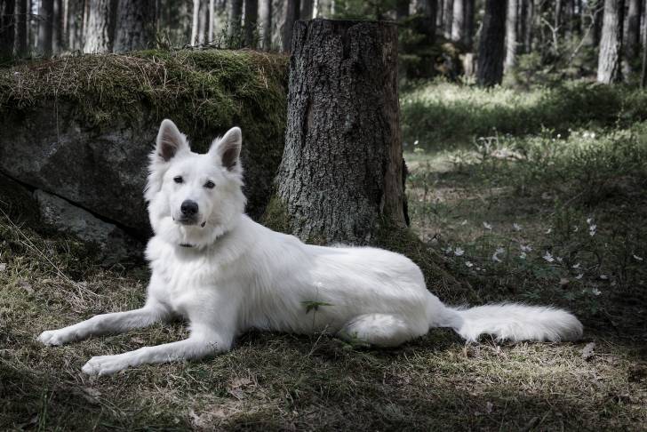 Un Berger Blanc Suisse allongé dans une forêt