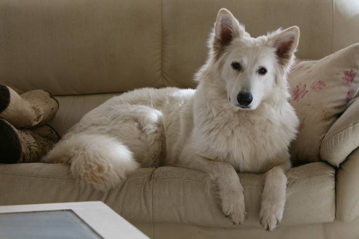 Un Berger Blanc Suisse allongé sur un canapé beige