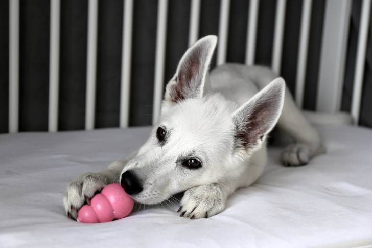 Photo Berger Blanc Suisse