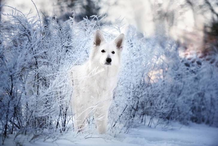 Photo Berger Blanc Suisse