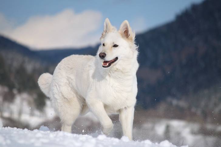 Photo Berger Blanc Suisse