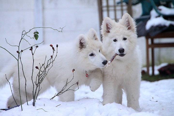 blanco(gauche)lilas - Berger Blanc Suisse (6 mois)