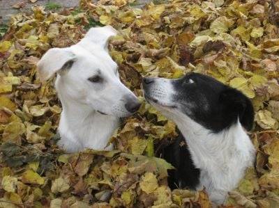 Délilah&Biscotte - Berger Blanc Suisse