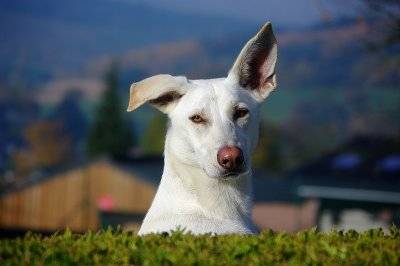 Délilah - Berger Blanc Suisse (2 ans)