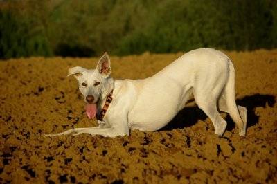Délilah - Berger Blanc Suisse (2 ans)