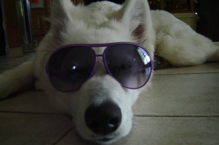 fidji - Berger Blanc Suisse (5 mois)