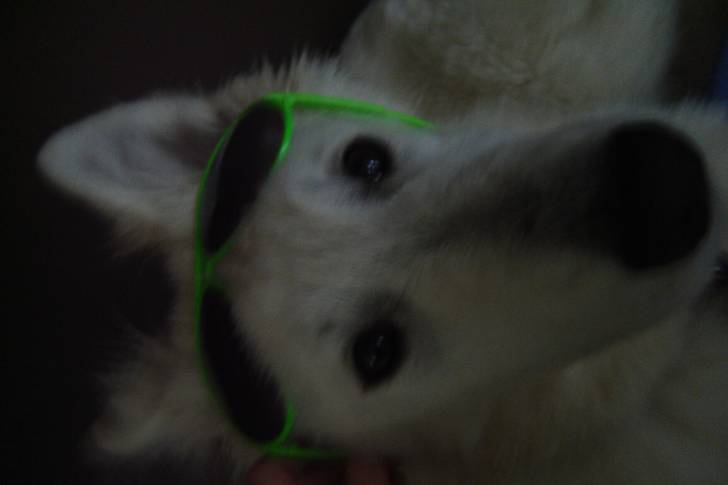 fidji - Berger Blanc Suisse (5 mois)