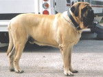 Mastiff - Mastiff